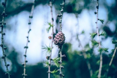 Close-up of plant against blurred background
