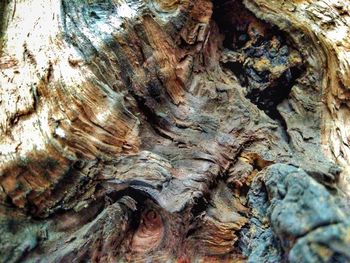 Full frame shot of tree trunk