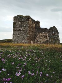 View of flowering plants on land against sky