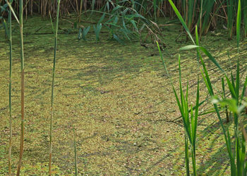 High angle view of grass on field by lake