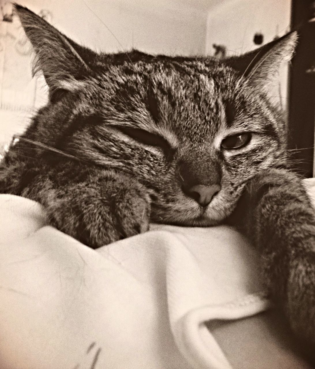 domestic cat, one animal, domestic animals, pets, animal themes, cat, indoors, mammal, feline, whisker, relaxation, close-up, animal head, resting, lying down, home interior, bed, portrait, looking at camera, animal body part