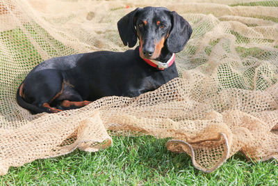 Dog resting on a field