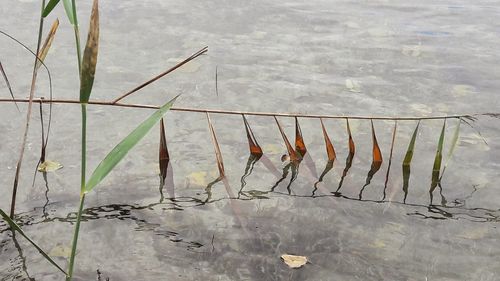 Close-up of plants in lake