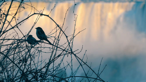 Bird perching on twig against sky