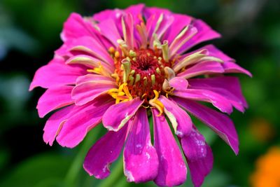 Close-up of pink flower