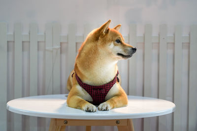 Dog looking away while sitting on table