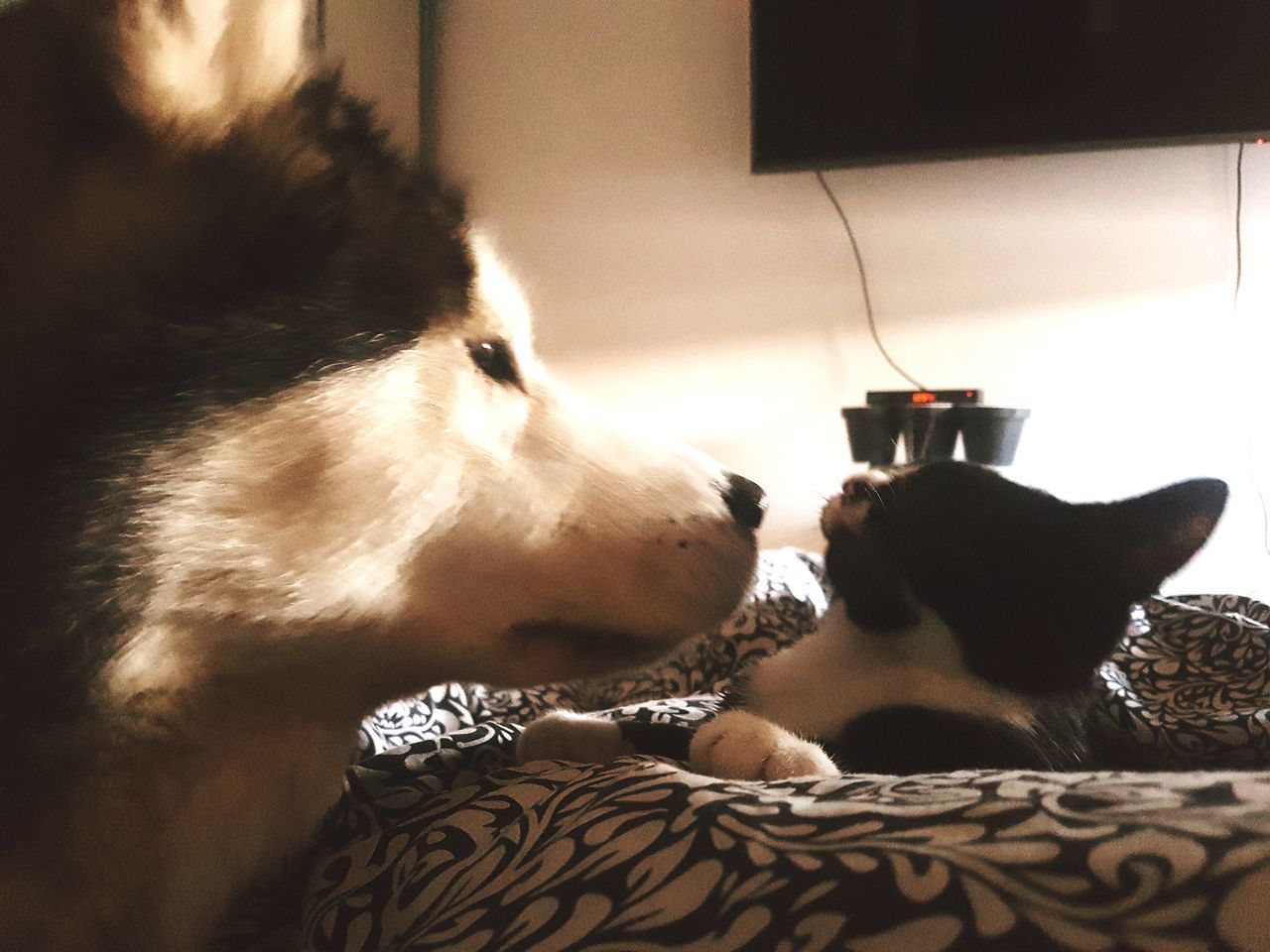 CLOSE-UP OF DOG RELAXING ON BED