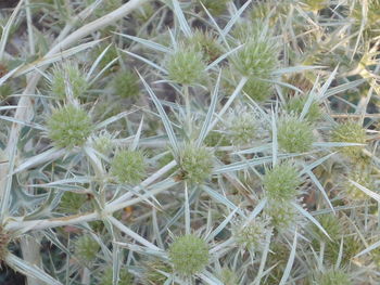 High angle view of succulent plants on field