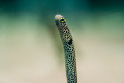 Close-up of a turtle