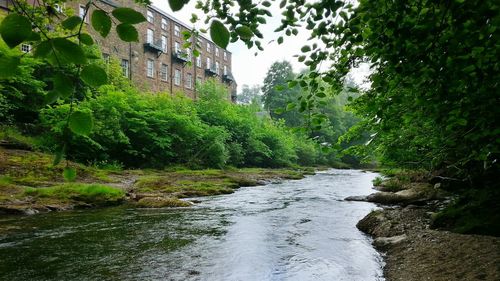 Scenic view of river amidst trees