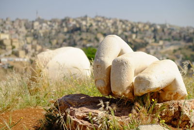 Close-up of a sheep on rock