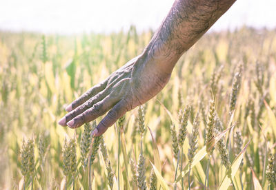 Cropped hand of man touching wheat plants