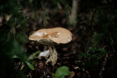 Close-up of mushroom growing on field