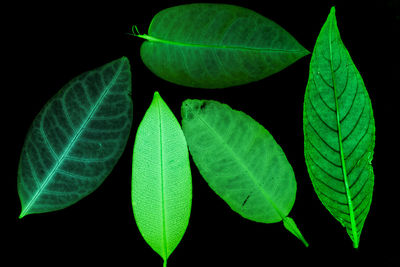 Close-up of green leaves over black background