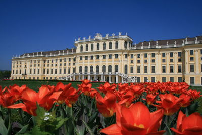 Close-up of red flowers in city against clear sky