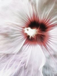 Macro shot of flower