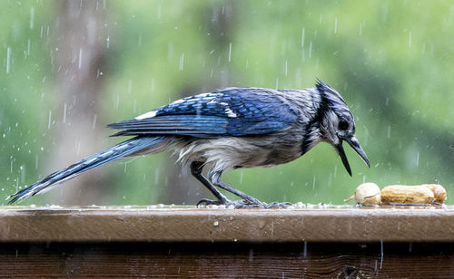 Close-up of bird perching on wood