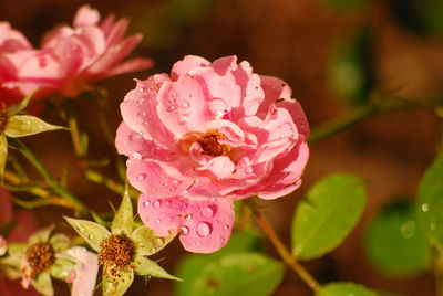 Close-up of pink flowers