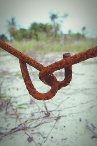 Close-up of plant against blurred background