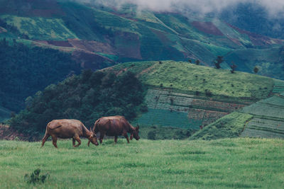 Horses in a field