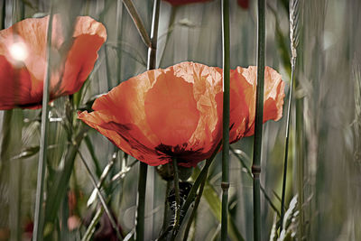 Close-up of red rose