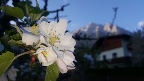 Close-up of flower against sky