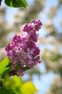 Close-up of pink flowering plant