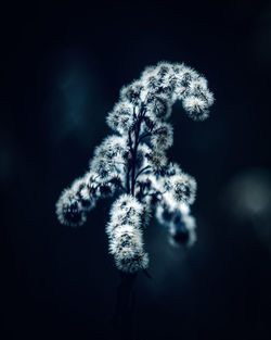 Close-up of dandelion against black background