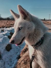 Close-up of dog on snow field against sky