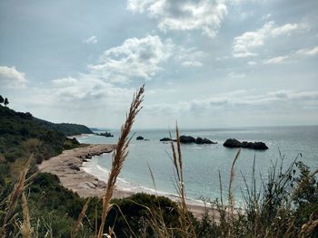 Plants growing by sea against sky