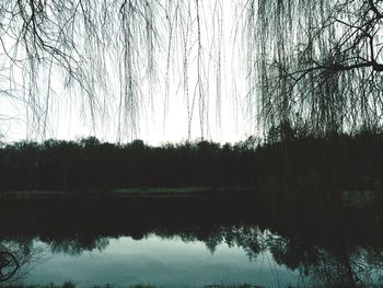 Reflection of trees in water