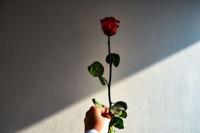 Cropped hand of woman holding rose against wall