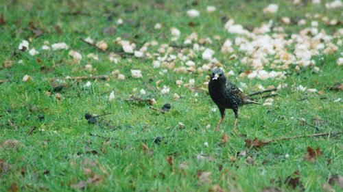 Bird perching on a field