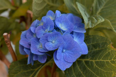 Close-up of purple hydrangea blue flower