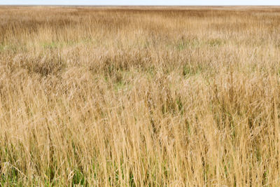 Close-up of wheat field