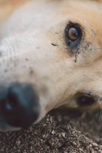 Close-up of dog resting