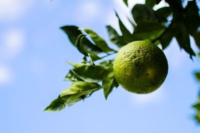 Low angle view of fruits on tree against sky