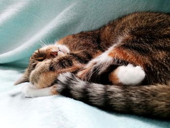 Close-up of a cat sleeping