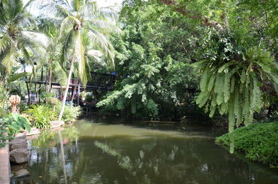 Scenic view of lake in forest