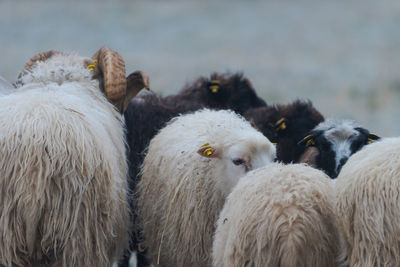 Sheep standing on field