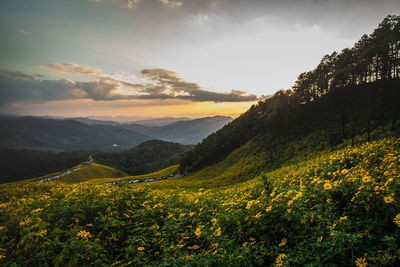 Yellow flowers growing on field against sky during sunset