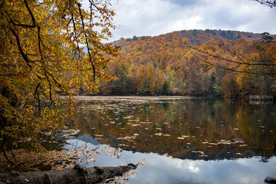 Scenic view of lake in forest during autumn