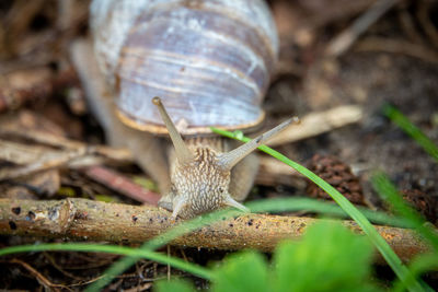 Close-up of snail on land