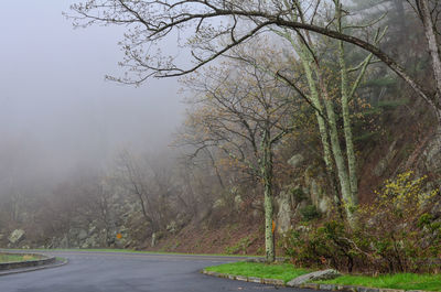 Road amidst trees in forest against sky