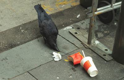 High angle view of bird eating on street