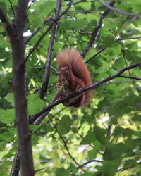 Low angle view of monkey on tree in forest