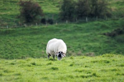 Sheep in a field