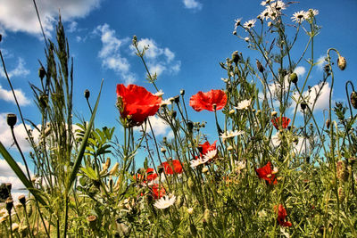 Close-up of poppies blooming on field against sky