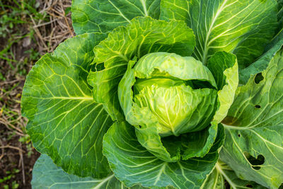Close-up of fresh green plants in garden