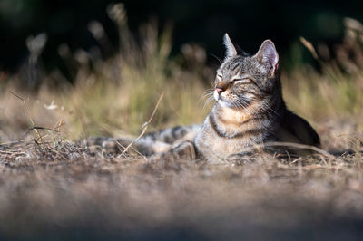 Beautiful tabby domestic cat outdoor. cat life in countryside